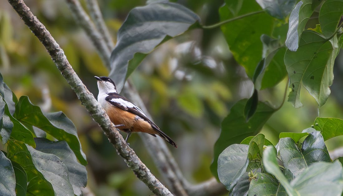 Birders rediscover lost species on Mussau in Papua New Guinea