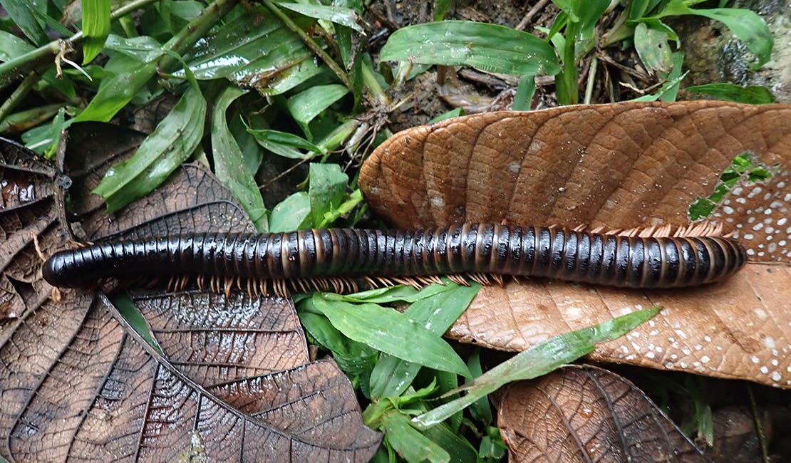 Giant millipede lost to science for more than a century and 20 other species rediscovered in Madagascar during first-of-its-kind expedition