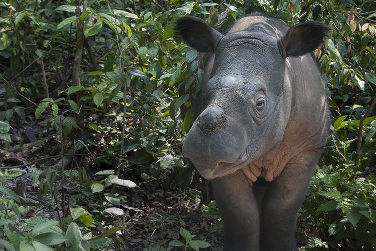 World Rhino Day: Extinction Is Forever