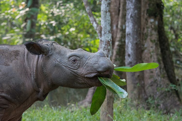 Sumatran Rhino Rescue Plan Spurs New Hope For Vanishing Species