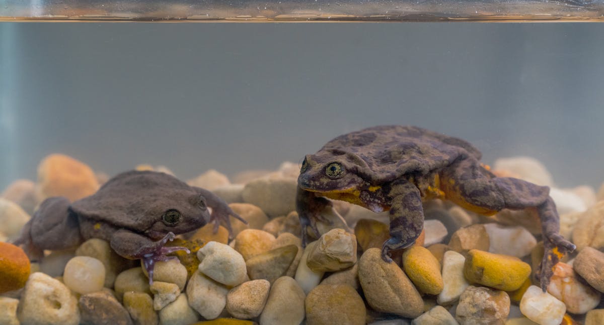 Together at Last: Frogs Romeo and Juliet Get their Long-awaited First Date