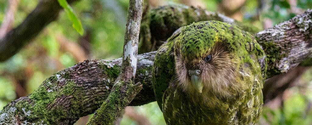 A mysterious infection is threatening this ancient bird's record-breaking breeding season