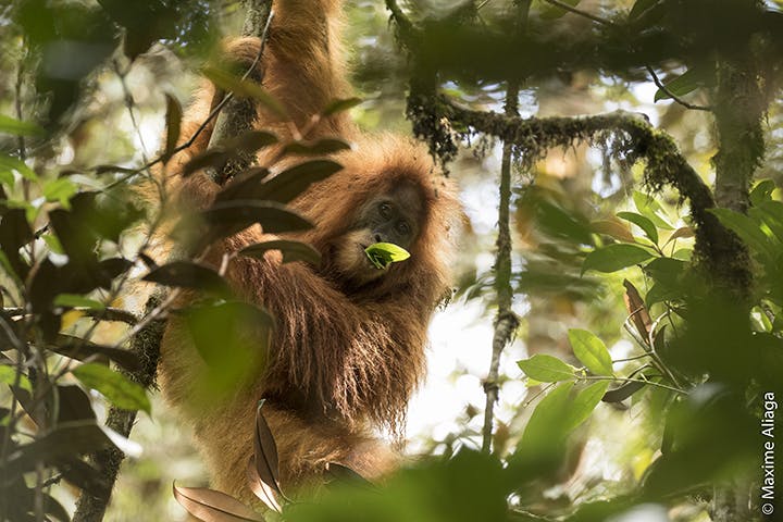 Discovery Of New Orangutan Species Underscores Indonesia’s Critical Role In Safeguarding Biodiversity