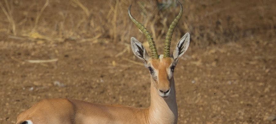 Eritrean Gazelles: Once Lost, and Now Found in Their Namesake Country