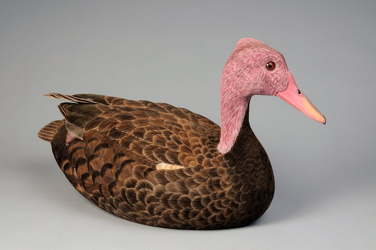 Search For The Lost Pink-Headed Duck Gets Underway In Myanmar