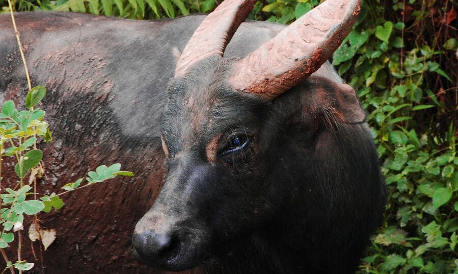 No Bull: Tamaraw Surveys Reveal Unexpectedly Large Population of the Critically Endangered Buffalo