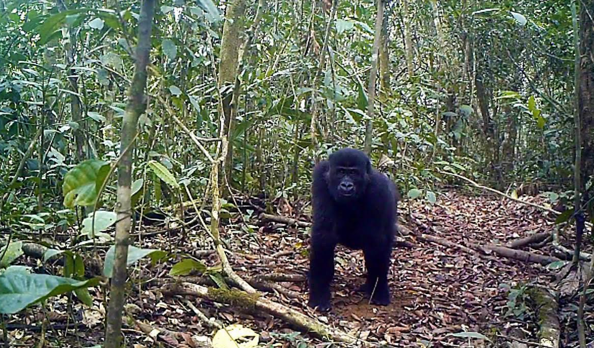 Cameroon Approves Logging Concession that Will Destroy Ebo Forest Gorilla Habitat