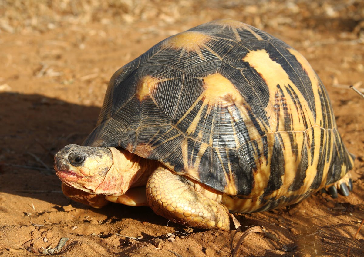 World’s Top Turtle and Tortoise Experts Release Largest Comprehensive Study of Extinction Risks and Provide Roadmap for Recovery