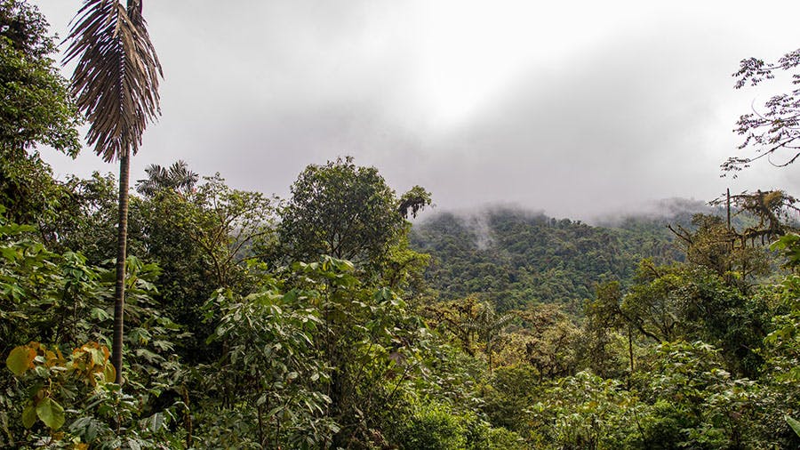 Cloud Forests With Every Chance of New Species
