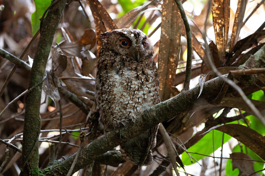 A Rajah Scops Owl photographed in Borneo in 2016. It hasn’t had a confirmed sighting again since, but conservationists are hopeful that locals may spot it again. (Photo: Andy Boyce)