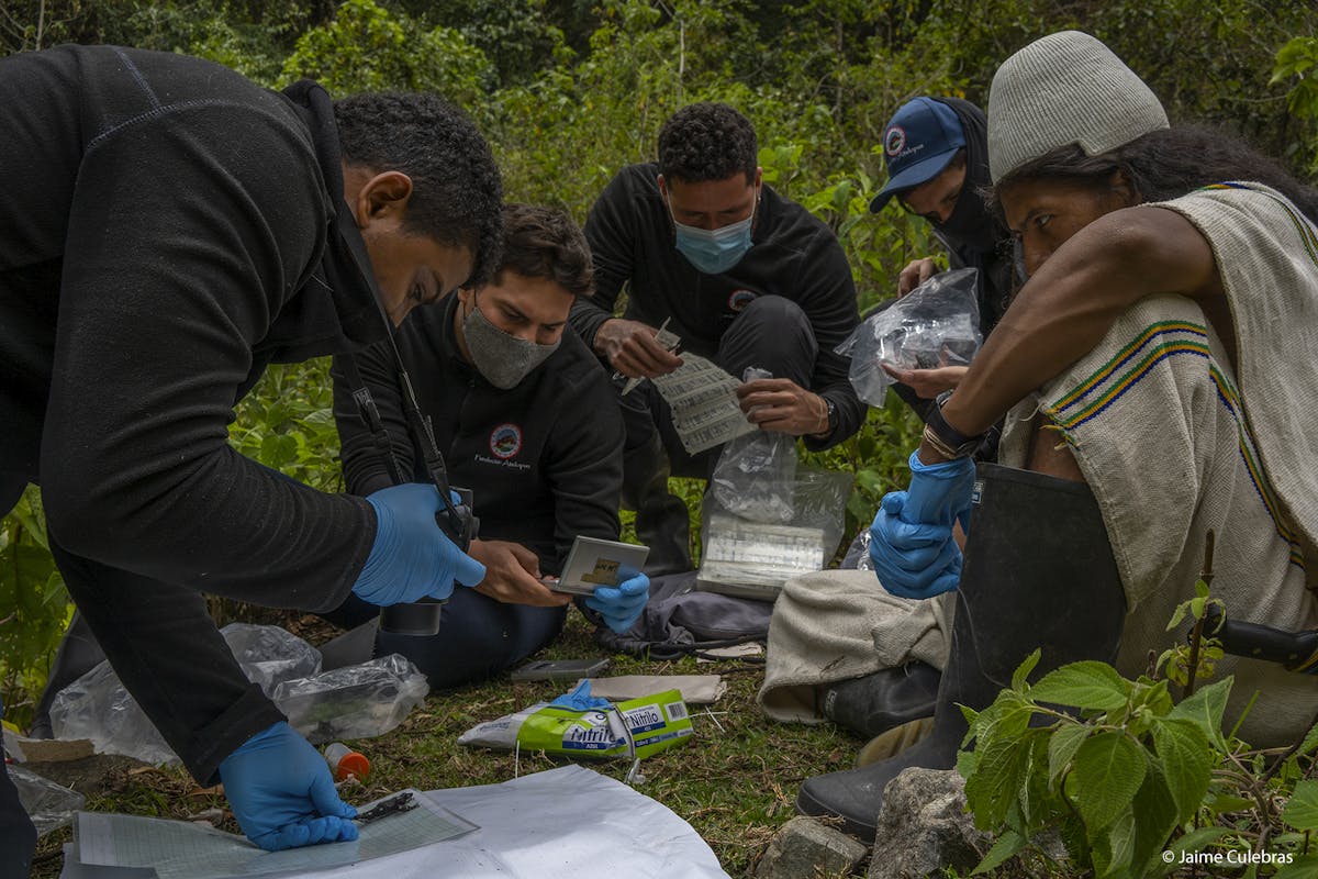 Fundación Atelopus is working with the Indigenous Arhuaco communities to combine scientific and Indigenous knowledge to best protect the Starry Night Harlequin Toad.