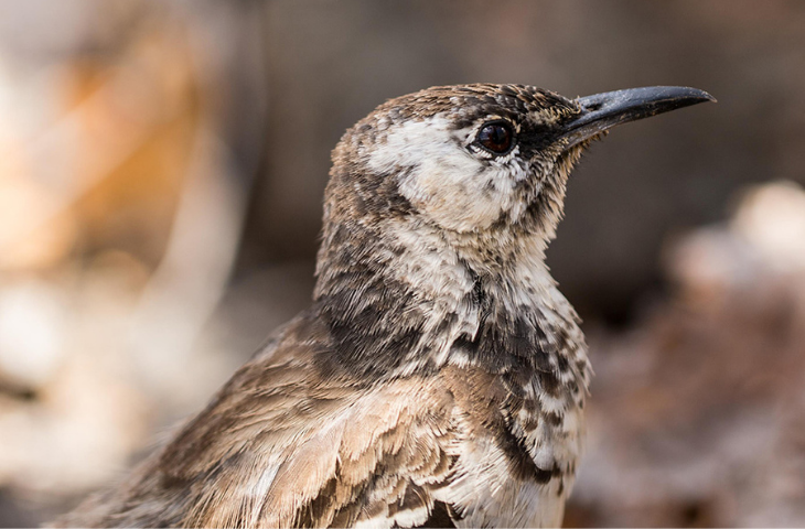 The Endangered Floreana Mockingbird has been extirpated from its namesake island due to predation by invasive species. (Photo courtesy of Bill Weir)
