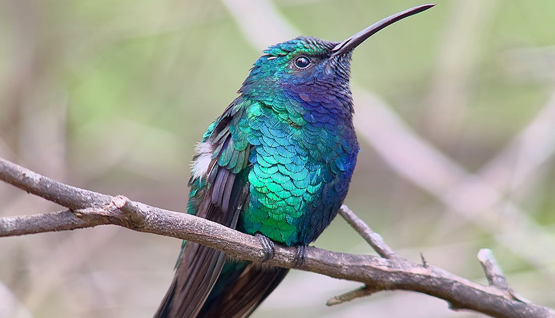 New research reveals habitat, range, and behavior of recently rediscovered hummingbird species