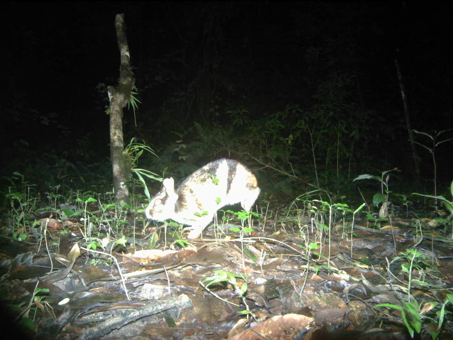 Annamite Striped Rabbit camera trap photo