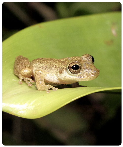 Alcatraz Snouted Treefrog long