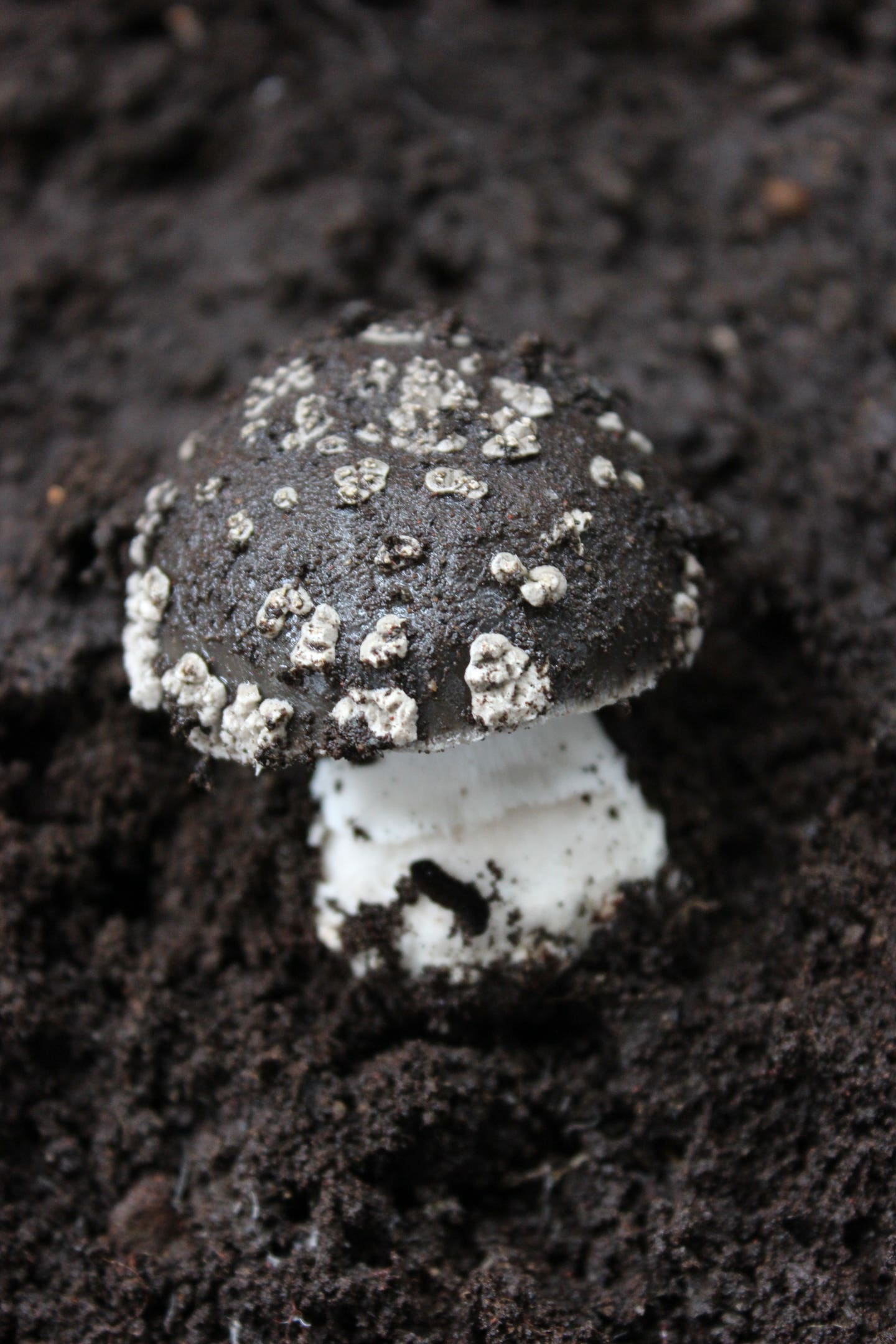 Amanita galactica (Giuliana Furci)