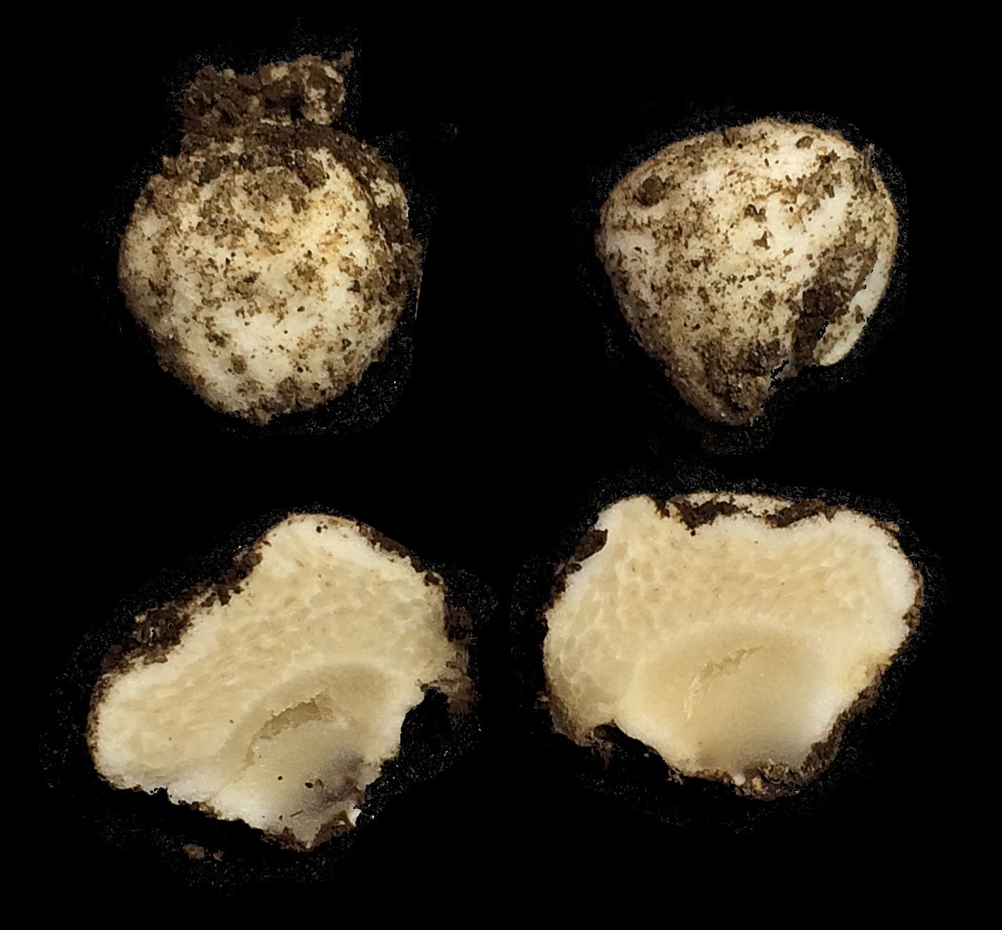 Amanita nouhrae (Mathew Smith)