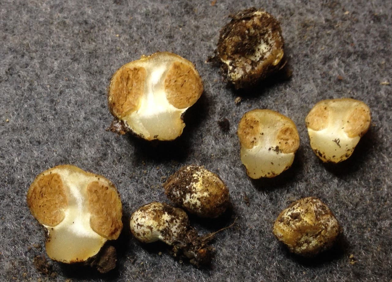 Cortinarius galbus (Eduardo Nouhra)