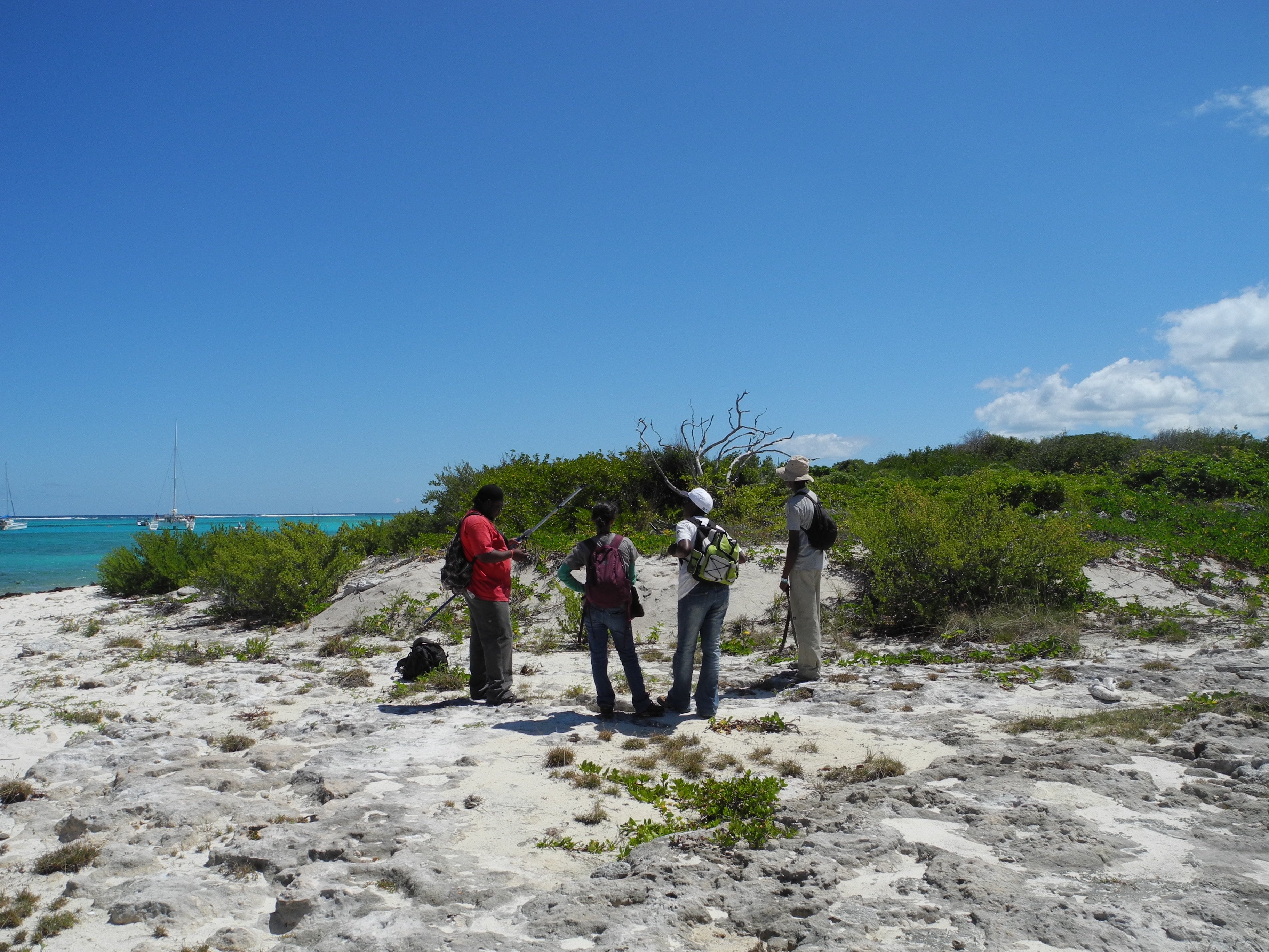 DSCN9665 Radiotracking Iguana delicatissima on Prickley Pear Cays (Jenny Daltry FFI Rewild)
