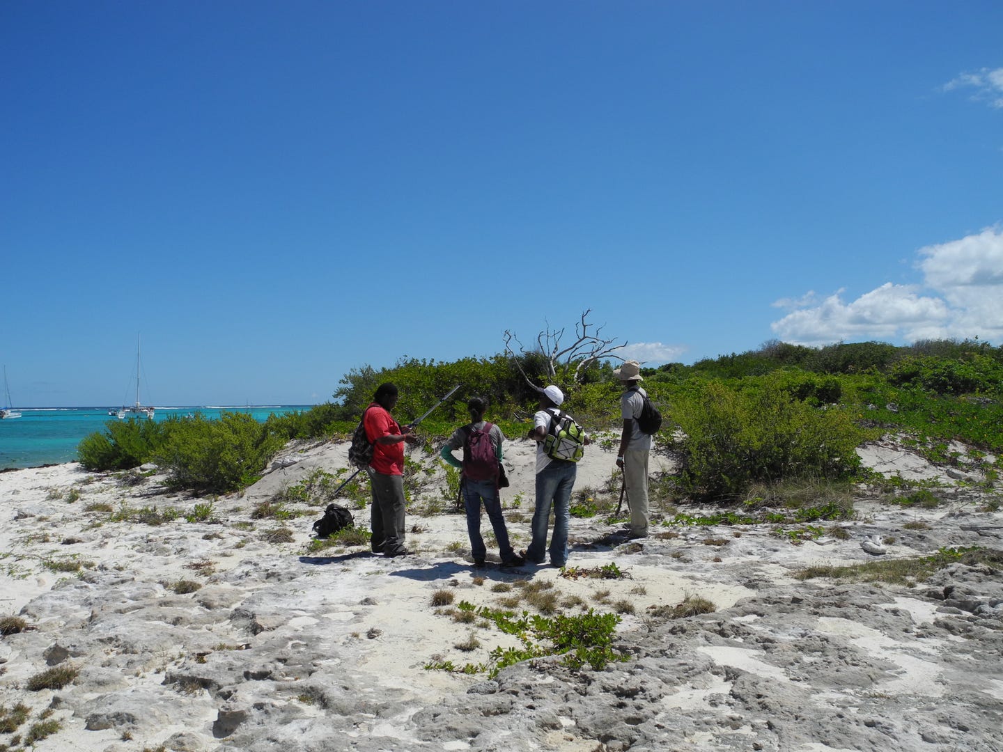 DSCN9665 Radiotracking Iguana delicatissima on Prickley Pear Cays (Jenny Daltry FFI Rewild)