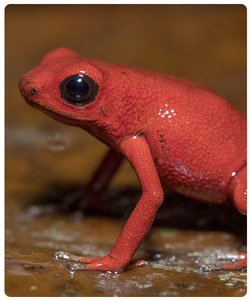 Dotted Poison Frog long