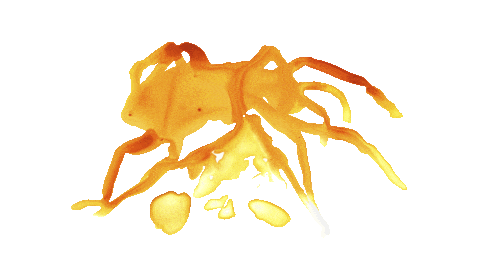 Lost spider GIF