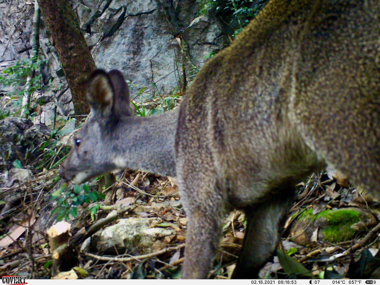Forest Musk Deer