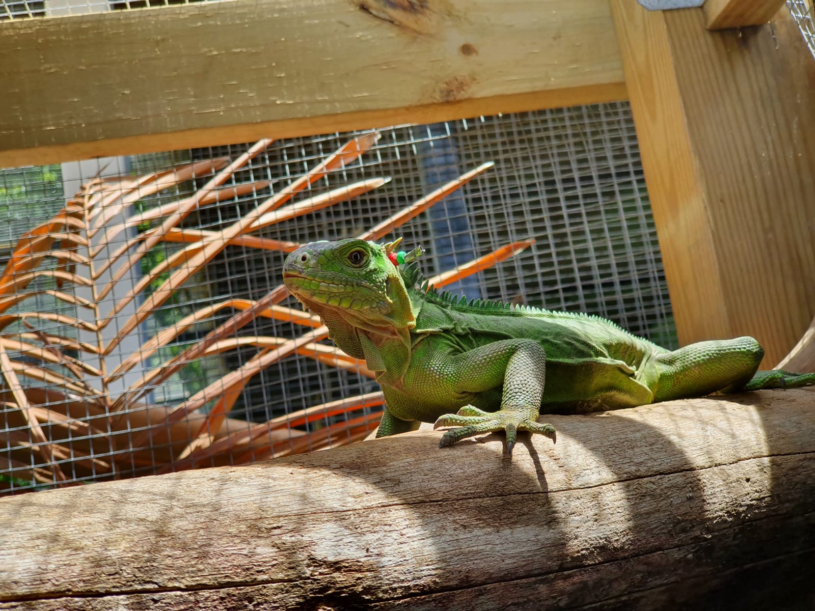 IMG-20210316-WA0034 Lesser Antillean Iguana captured on Dominica and translocated to Anguilla (Anguilla National Trust)