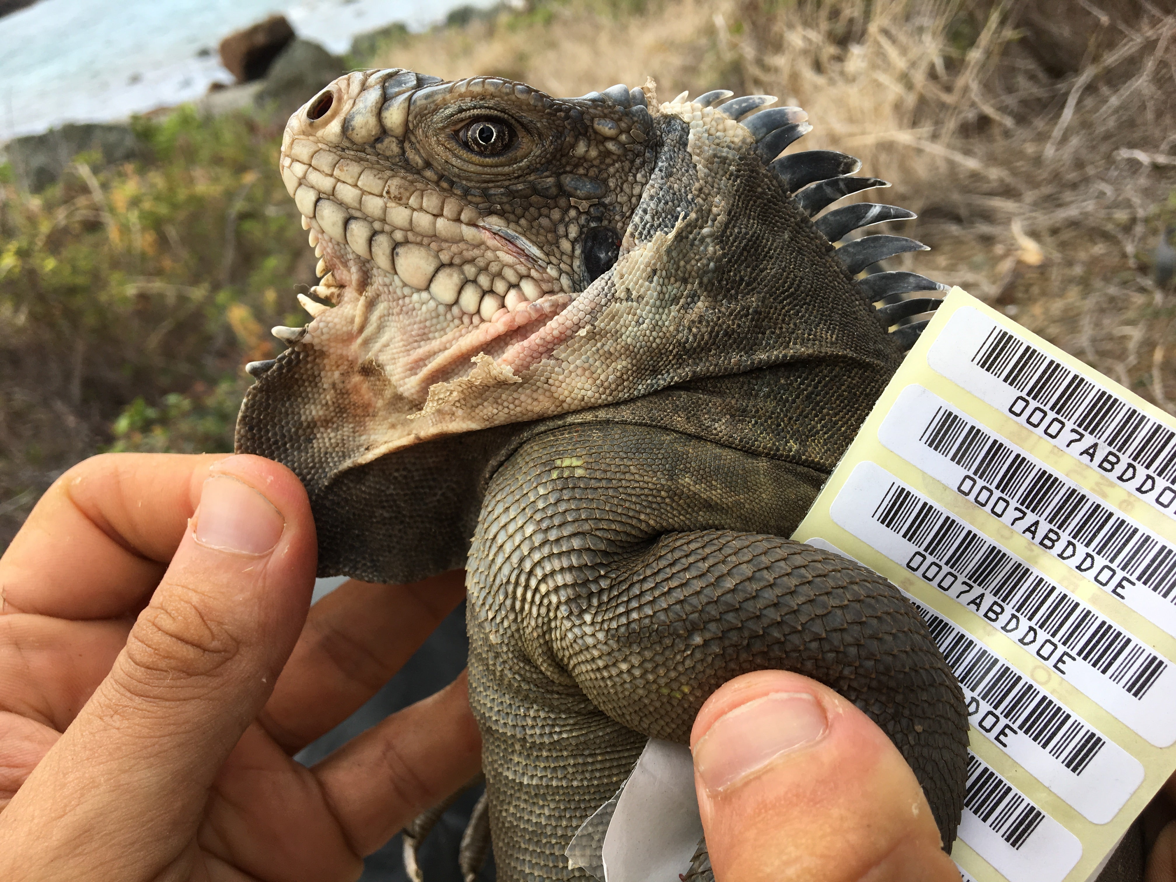 IMG 8530 Adult male Lesser Antillean Iguana (Anguilla National Trust)