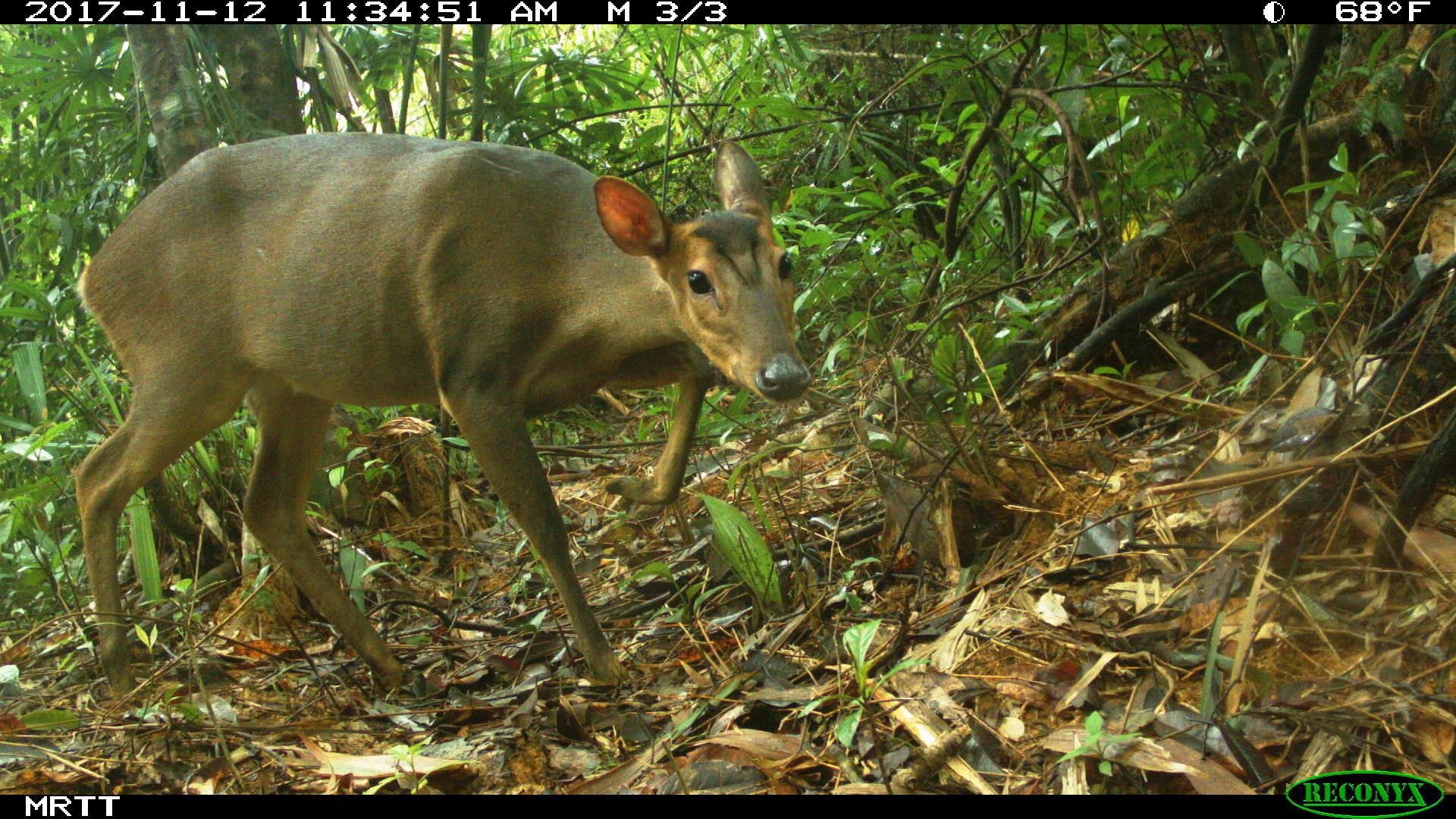 Large antlered muntjac 1