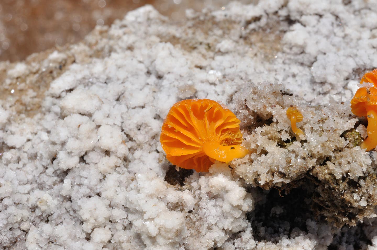 Lichenompalina altoandina (Pablo Sandoval)