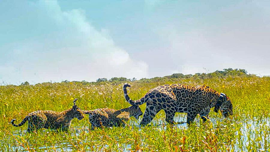 Mariua-and-cubs-in-Iberá