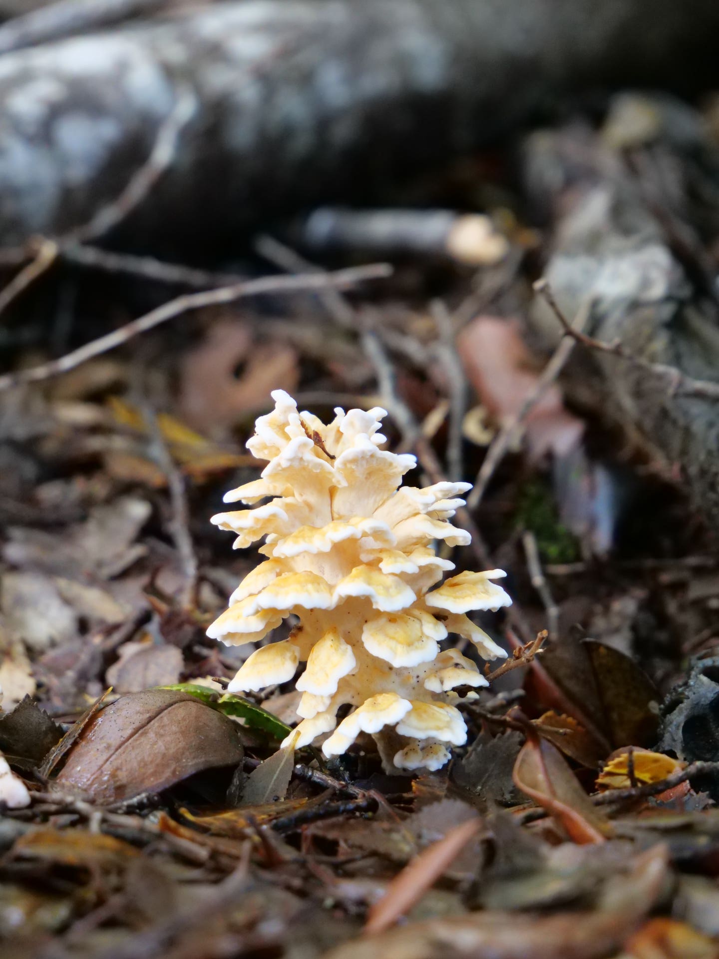 Podoserpula aliweni (Giuliana Furci)