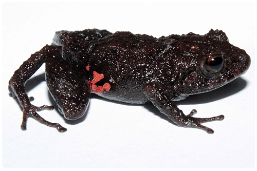 Pristimantis tinajillas