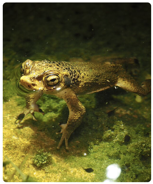 Puerto Rican Crested Toad long
