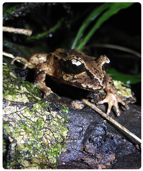 Stephen Island Frog long