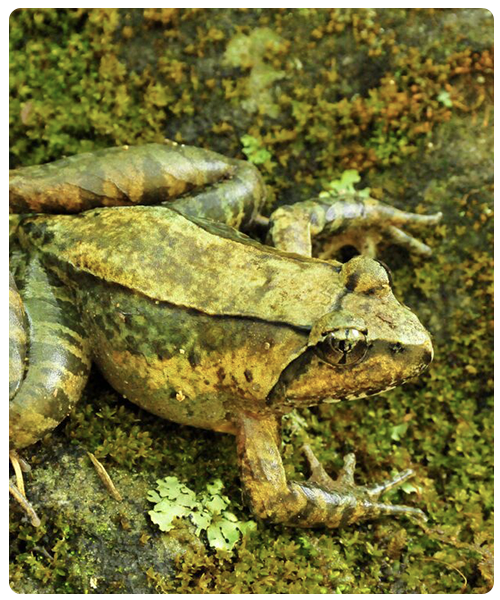 Yunnan Asian Frog long