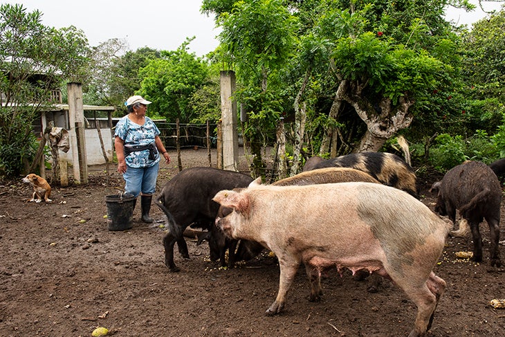 Cecila feeding hogs on Floreana Island