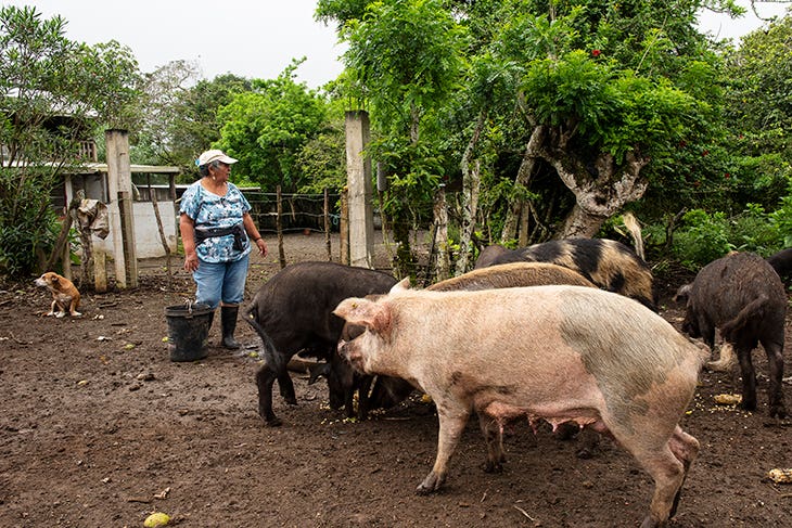 Cecila feeding hogs on Floreana Island