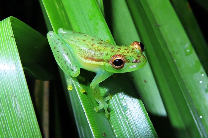 costaricablog tapirvalleytreefrog