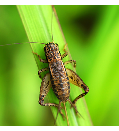 cricket