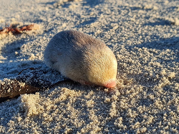 goldenmole 2