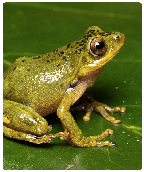 indigobushfroglong 2