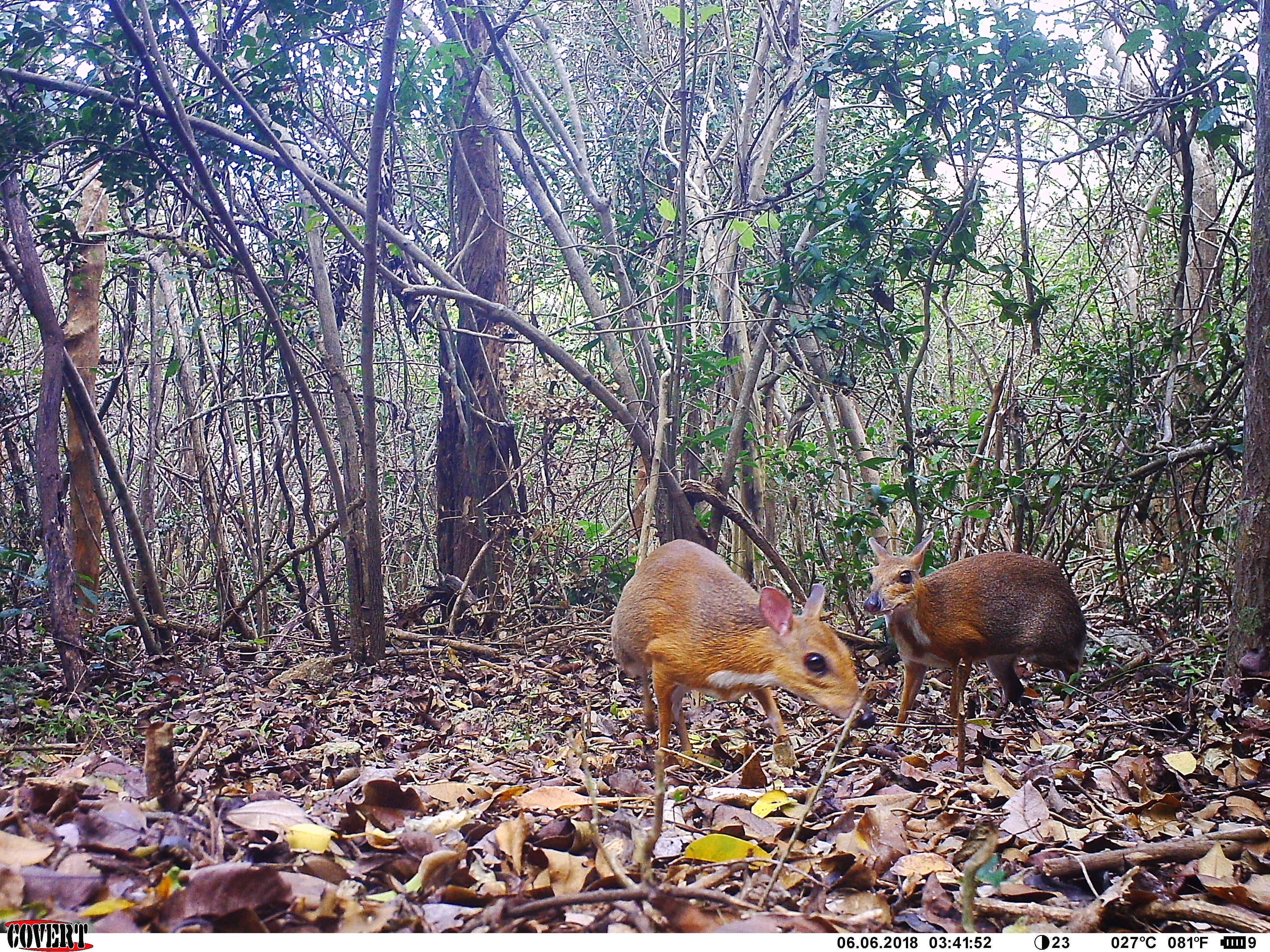Silver-backed chevrotain camera trap photo